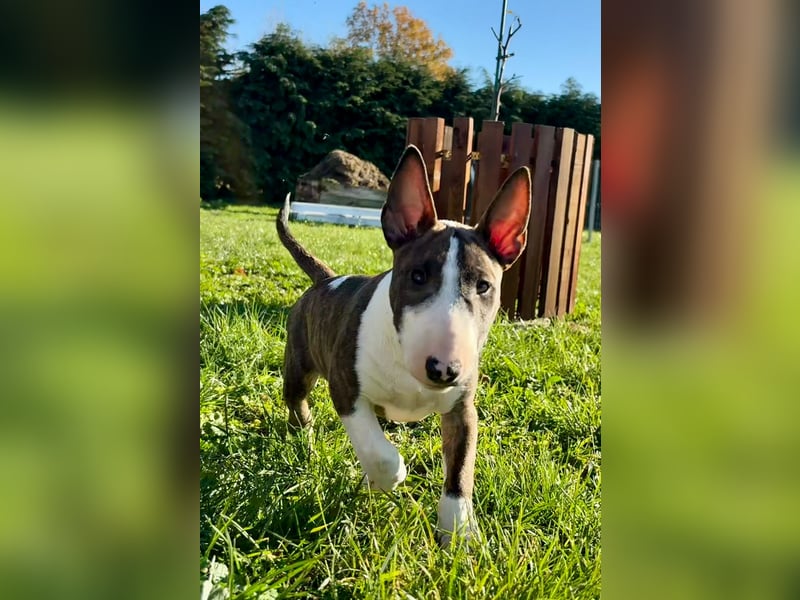 Miniatur Bullterrier FCI Gemma Gemmarum