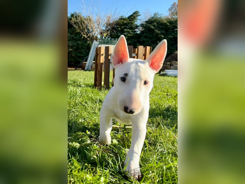Miniatur Bullterrier FCI Gemma Gemmarum