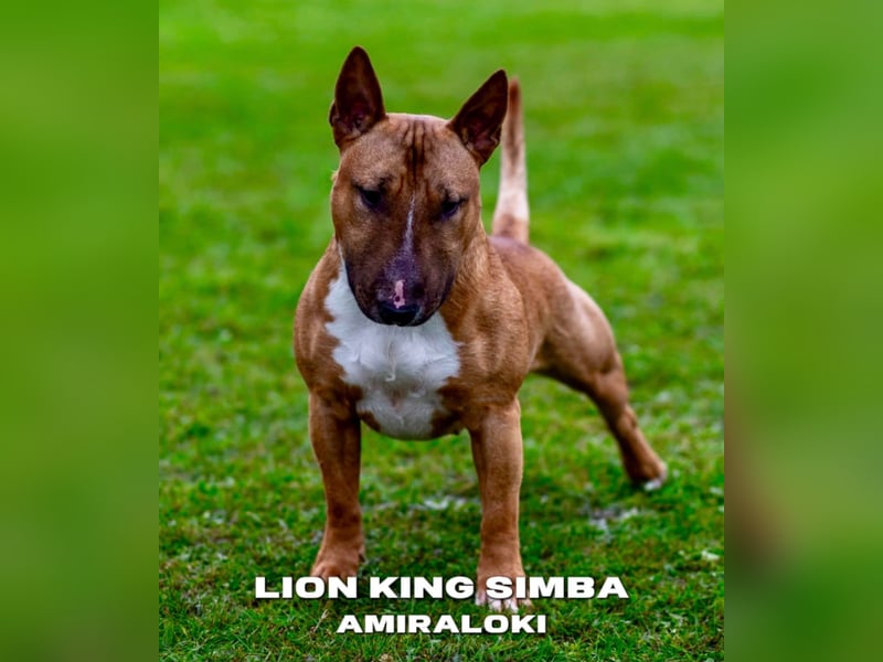 Miniatur Bullterrier FCI Gemma Gemmarum