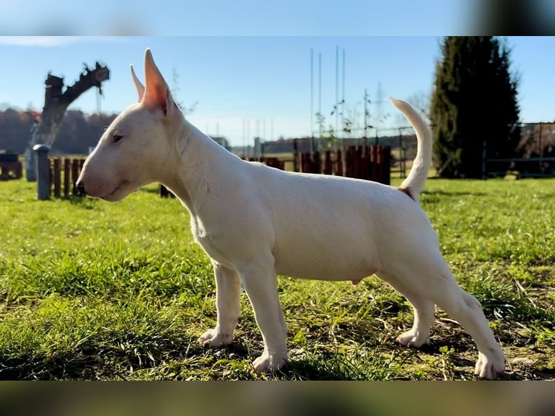Miniatur Bullterrier FCI Gemma Gemmarum