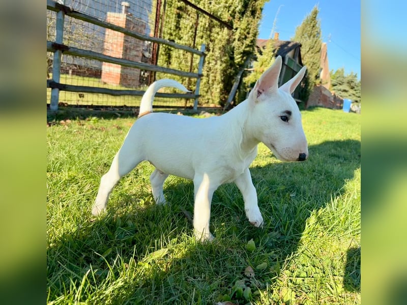 Miniatur Bullterrier FCI Gemma Gemmarum