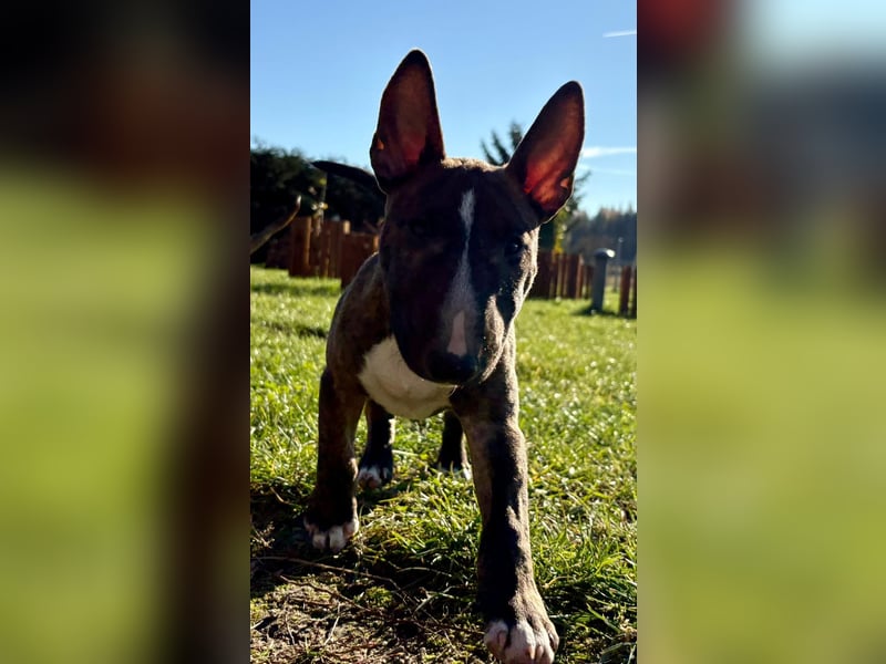 Miniatur Bullterrier FCI Gemma Gemmarum