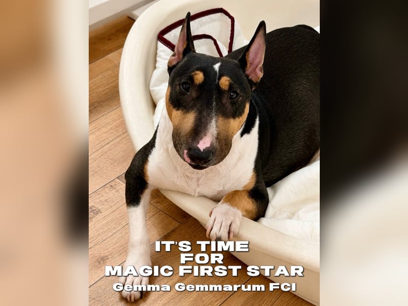 Miniatur Bullterrier FCI Gemma Gemmarum