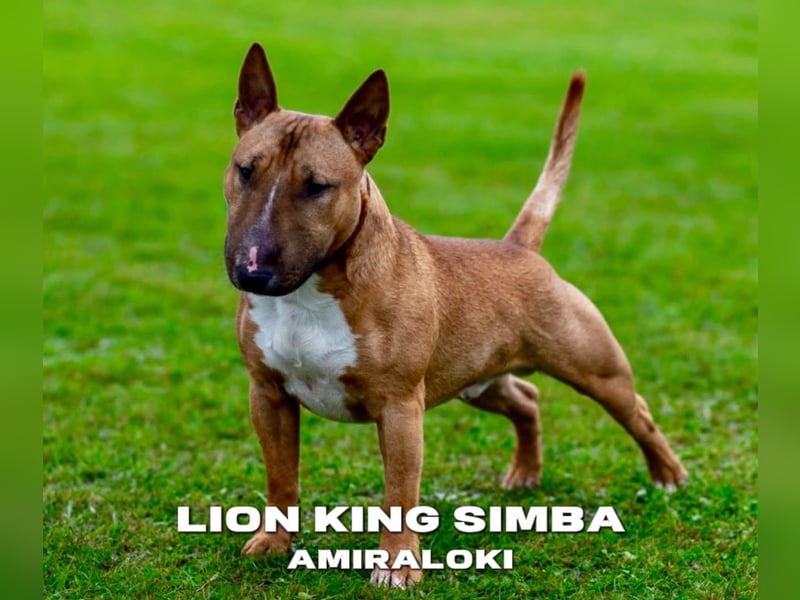 Miniatur Bullterrier FCI Gemma Gemmarum