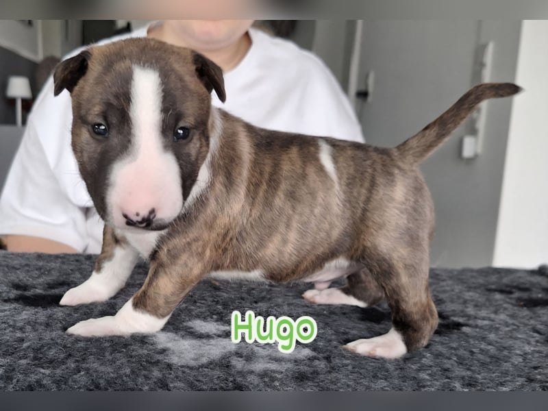 Miniatur Bullterrier Welpen VDH FCI DCBT