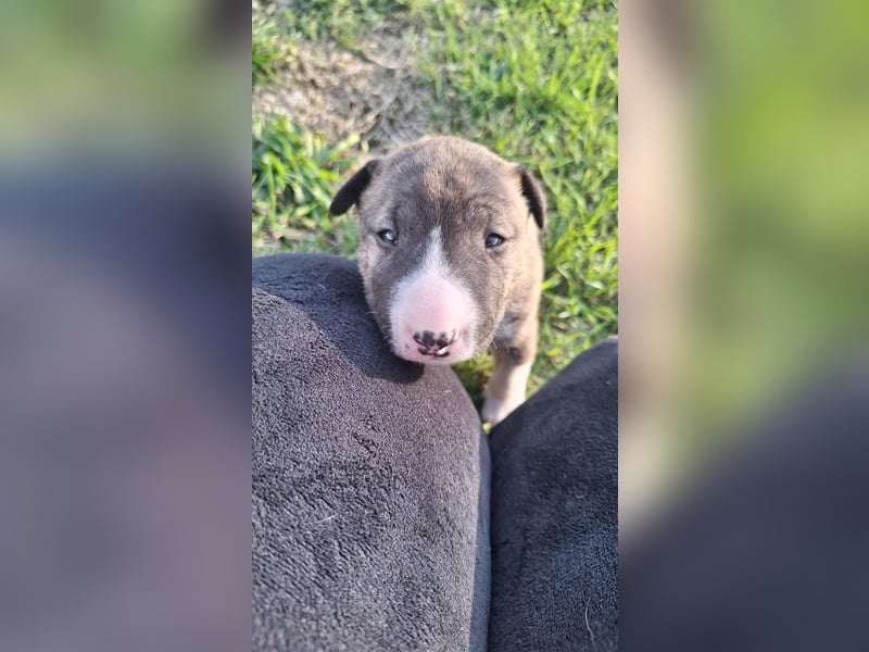 Miniatur Bullterrier Welpen VDH FCI DCBT