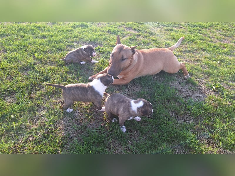 Miniatur Bullterrier Welpen VDH FCI DCBT