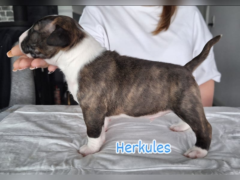Miniatur Bullterrier Welpen VDH FCI DCBT