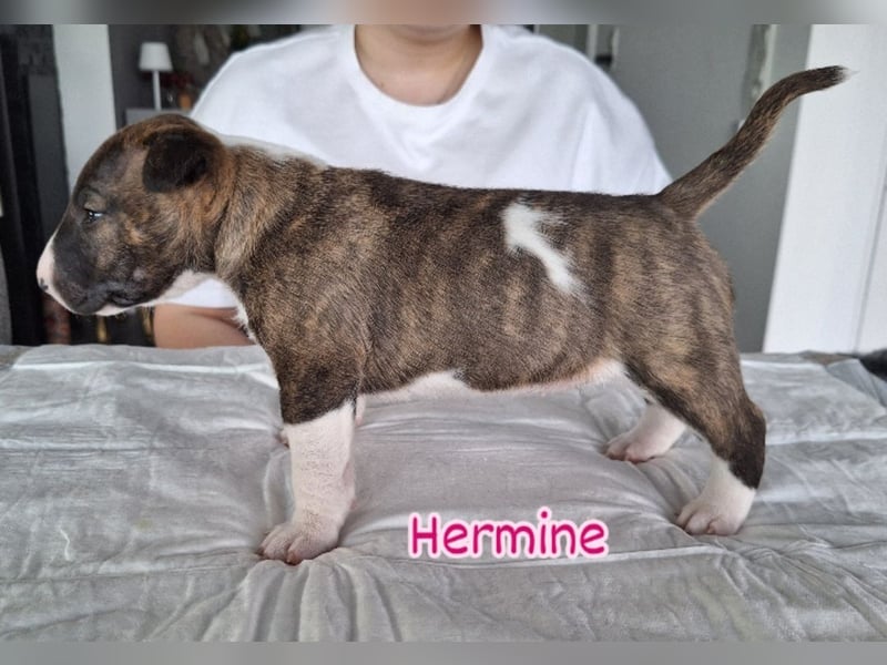 Miniatur Bullterrier Welpen VDH FCI DCBT