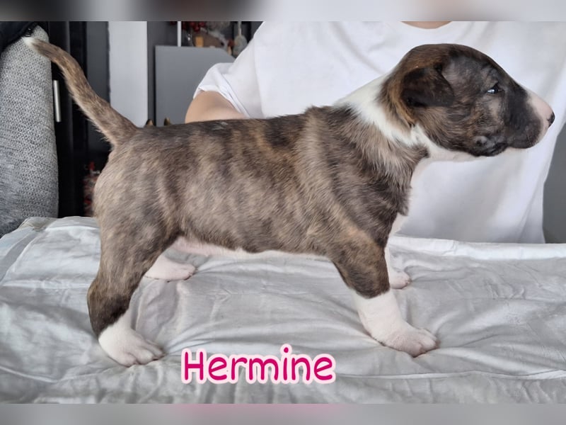 Miniatur Bullterrier Welpen VDH FCI DCBT