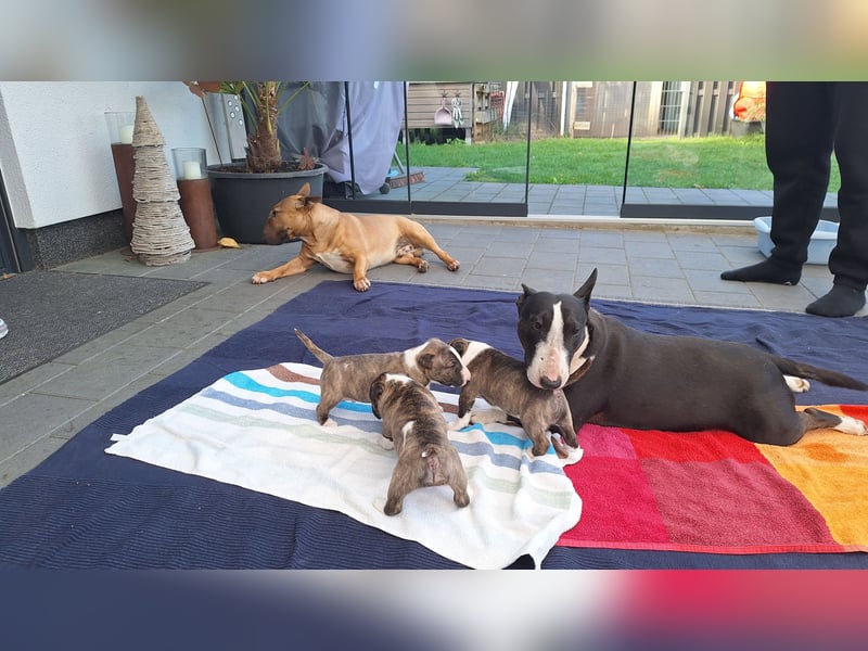 Miniatur Bullterrier Welpen VDH FCI DCBT