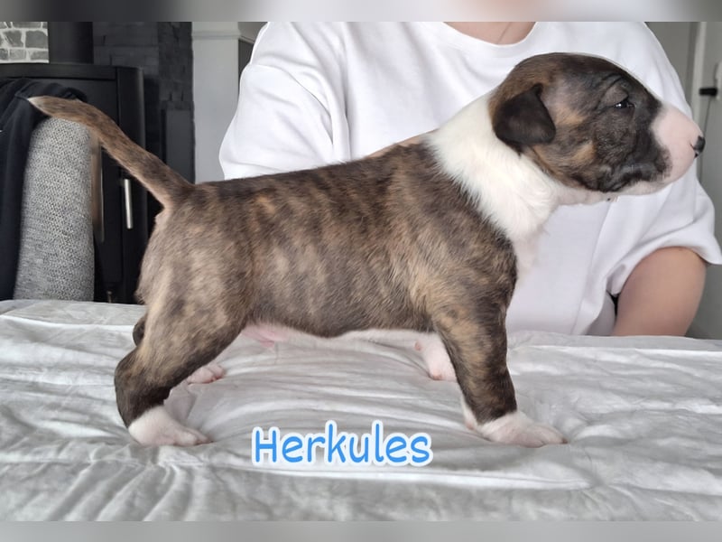 Miniatur Bullterrier Welpen VDH FCI DCBT