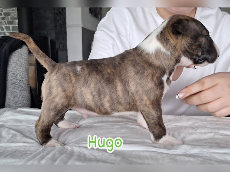 Miniatur Bullterrier Welpen VDH FCI DCBT