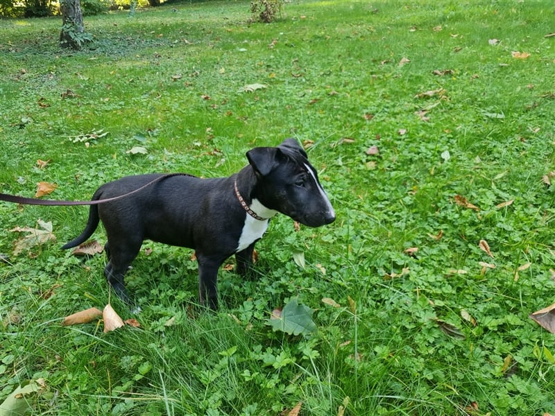 Miniatur Bullterrier Rüde