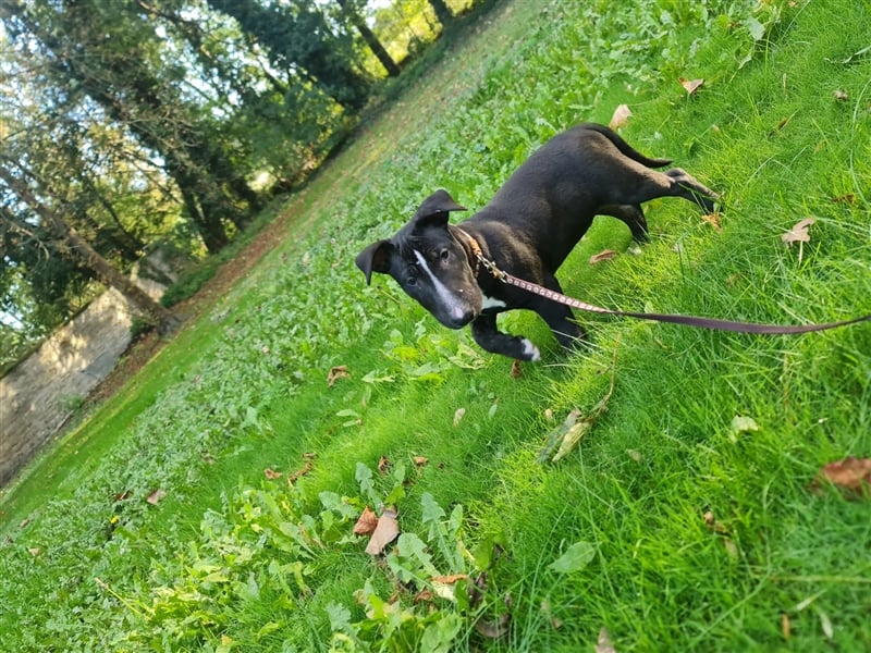 Miniatur Bullterrier Rüde