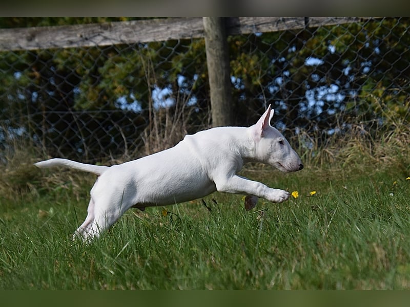 Miniatur Bullterrier Welpen