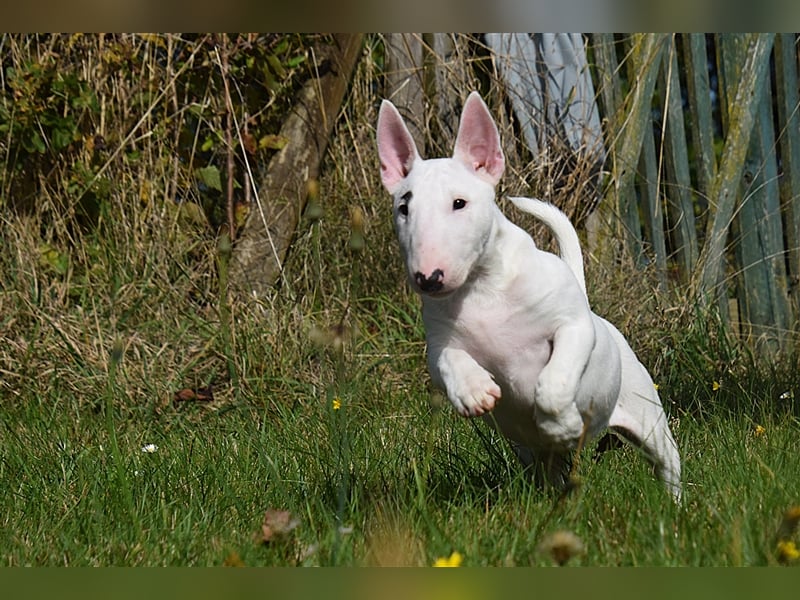 Miniatur Bullterrier Welpen