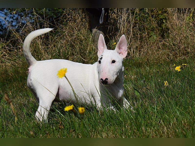 Miniatur Bullterrier Welpen