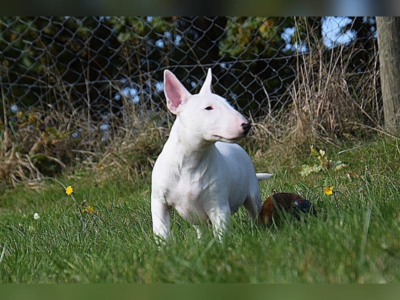 Miniatur Bullterrier Welpen