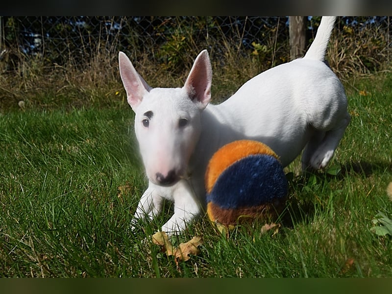 Miniatur Bullterrier Welpen