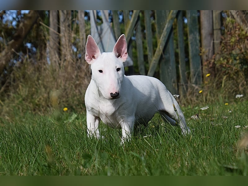 Miniatur Bullterrier Welpen