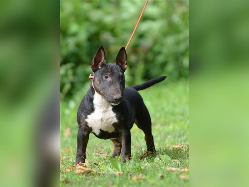 Miniatur-Bullterrier-Welpe zu verkaufen!