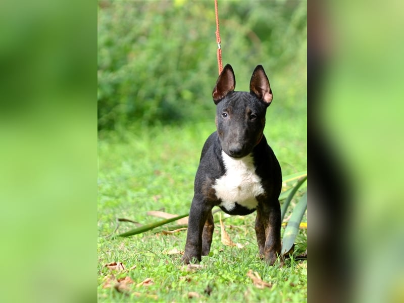 Miniatur-Bullterrier-Welpe zu verkaufen!