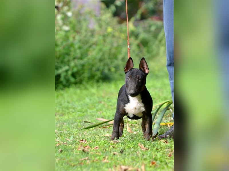 Miniatur-Bullterrier-Welpe zu verkaufen!