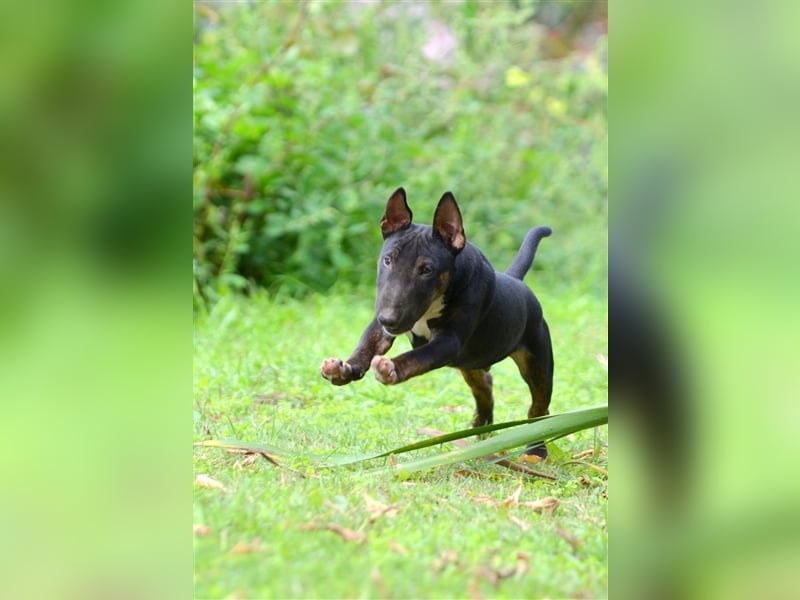 Miniatur-Bullterrier-Welpe zu verkaufen!