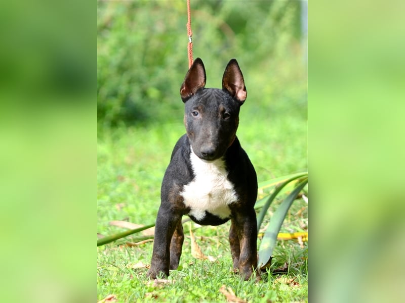 Miniatur-Bullterrier-Welpe zu verkaufen!