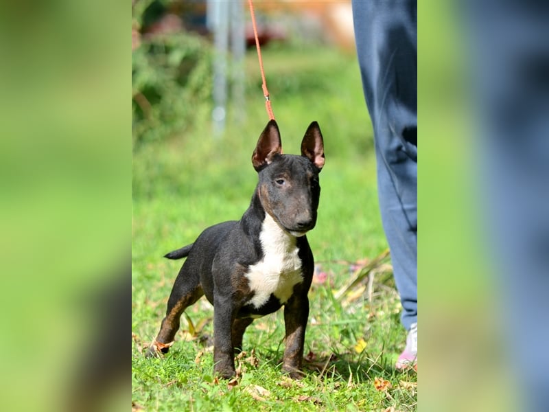 Miniatur-Bullterrier-Welpe zu verkaufen!