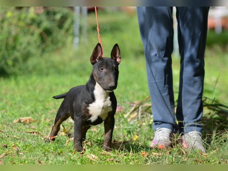 Miniatur-Bullterrier-Welpe zu verkaufen!