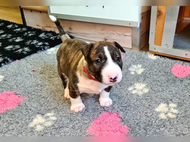 Miniature Bull Terrier Welpen Rüden  mit Ahnentafel