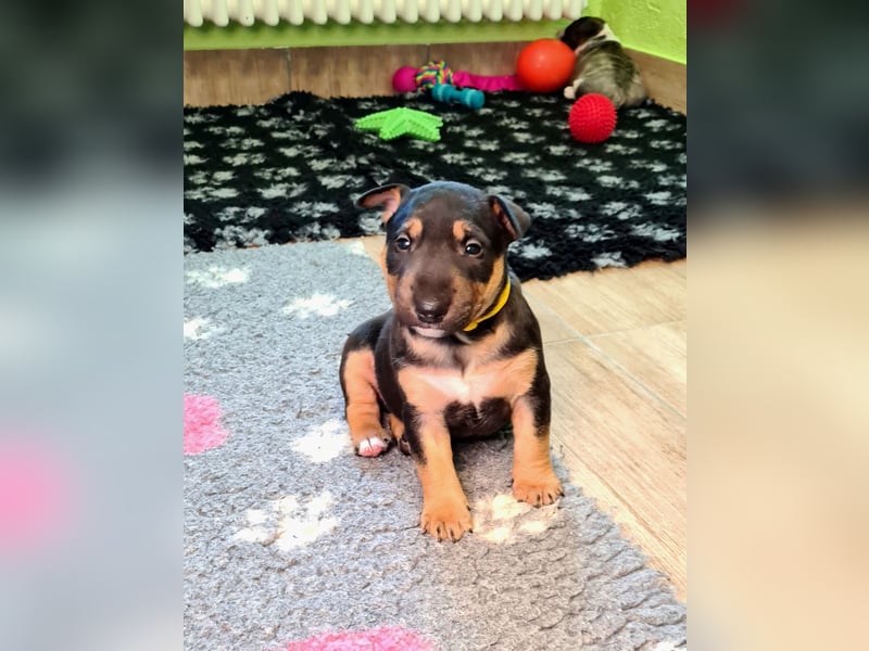 Miniature Bull Terrier Welpen Rüden  mit Ahnentafel