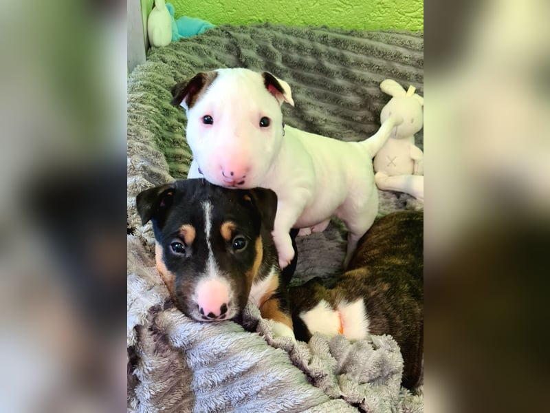 Miniature Bull Terrier Welpen Rüden  mit Ahnentafel