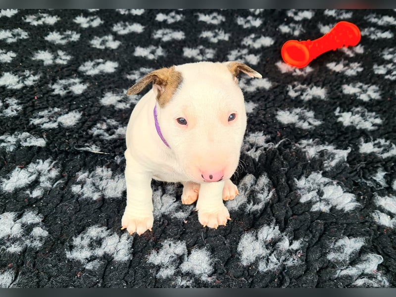 Miniature Bull Terrier Welpen Rüden  mit Ahnentafel