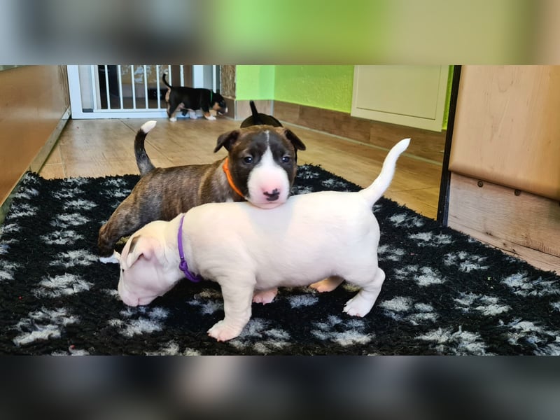 Miniature Bull Terrier Welpen Rüden  mit Ahnentafel