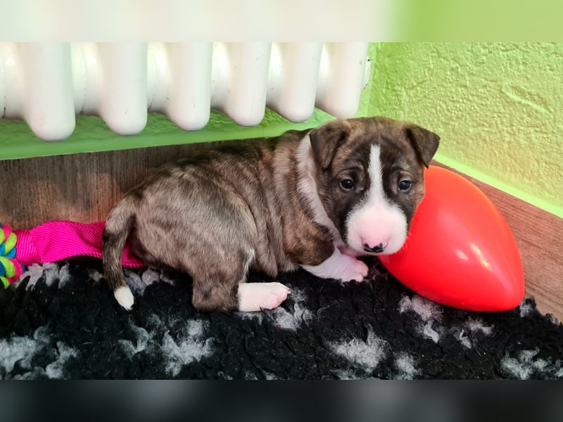 Miniature Bull Terrier Welpen Rüden  mit Ahnentafel