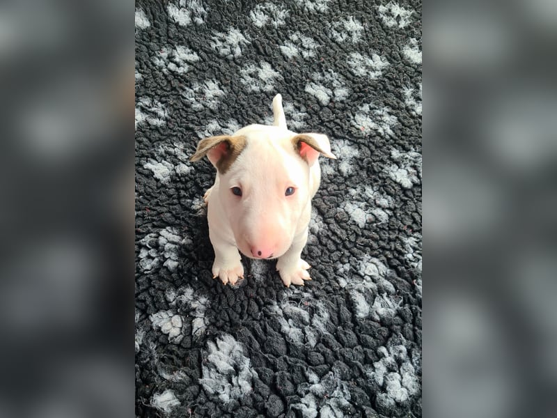 Miniature Bull Terrier Welpen Rüden  mit Ahnentafel