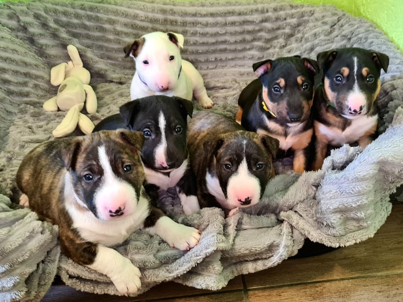 Miniature Bull Terrier Welpen Rüden  mit Ahnentafel