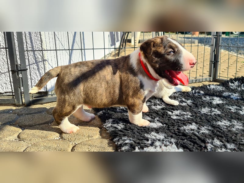 Miniature Bull Terrier Welpen Rüden  mit Ahnentafel
