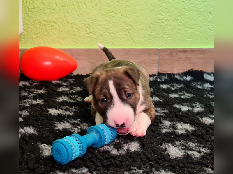 Miniature Bull Terrier Welpen Rüden  mit Ahnentafel