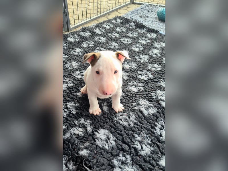 Miniature Bull Terrier Welpen Rüden  mit Ahnentafel