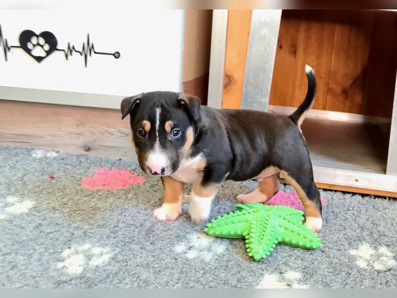 Miniature Bull Terrier Welpen Rüden  mit Ahnentafel