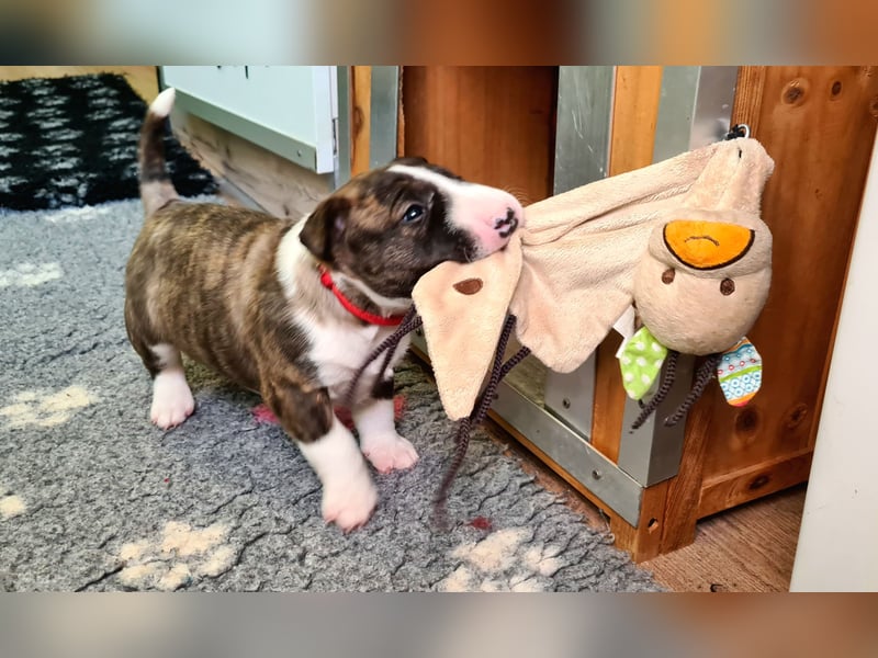 Miniature Bull Terrier Welpen Rüden  mit Ahnentafel