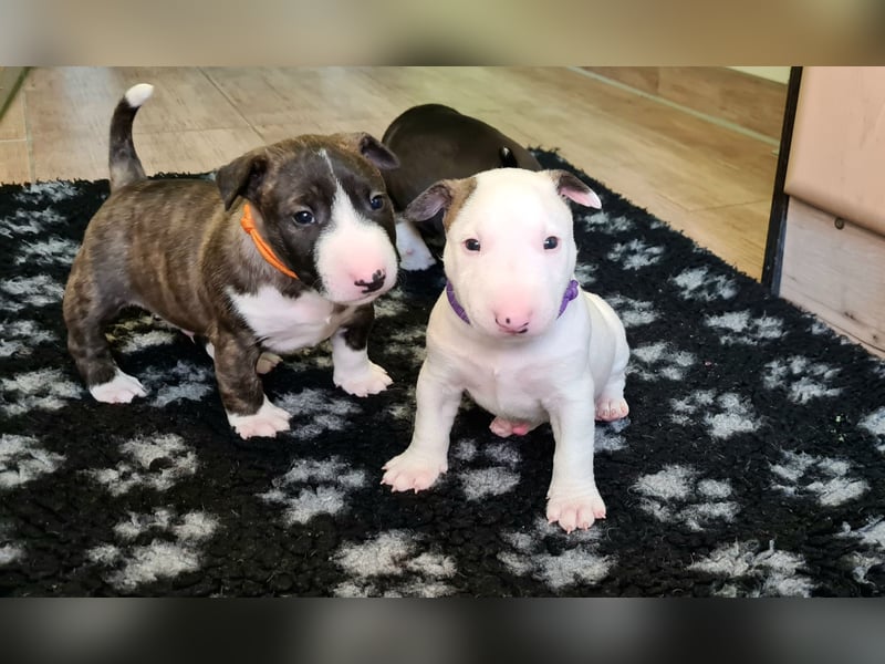 Miniature Bull Terrier Welpen Rüden  mit Ahnentafel