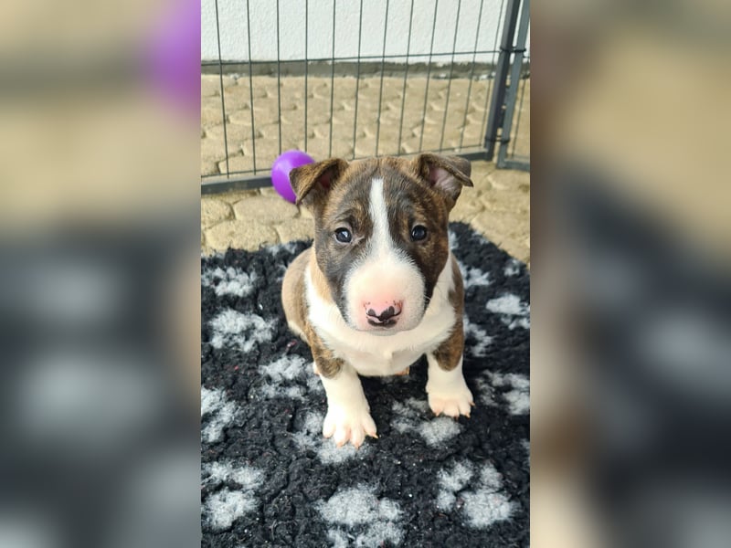 Miniature Bull Terrier Welpen Rüden  mit Ahnentafel