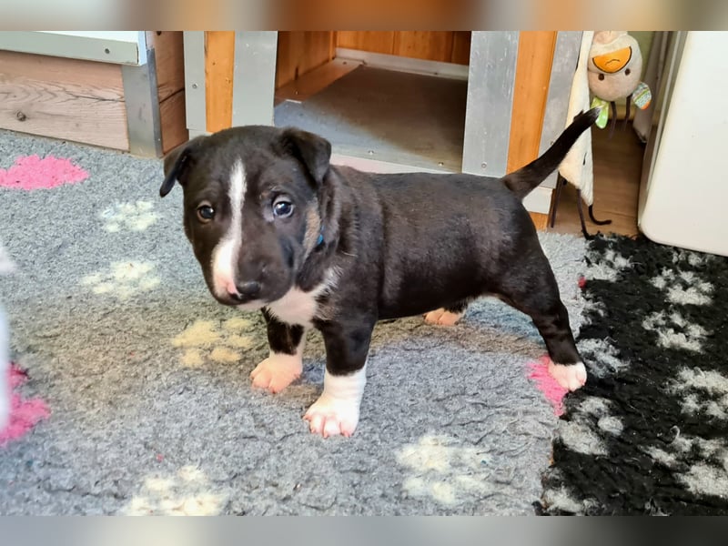 Miniature Bull Terrier Welpen Rüden  mit Ahnentafel