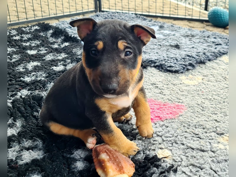 Miniature Bull Terrier Welpen Rüden  mit Ahnentafel