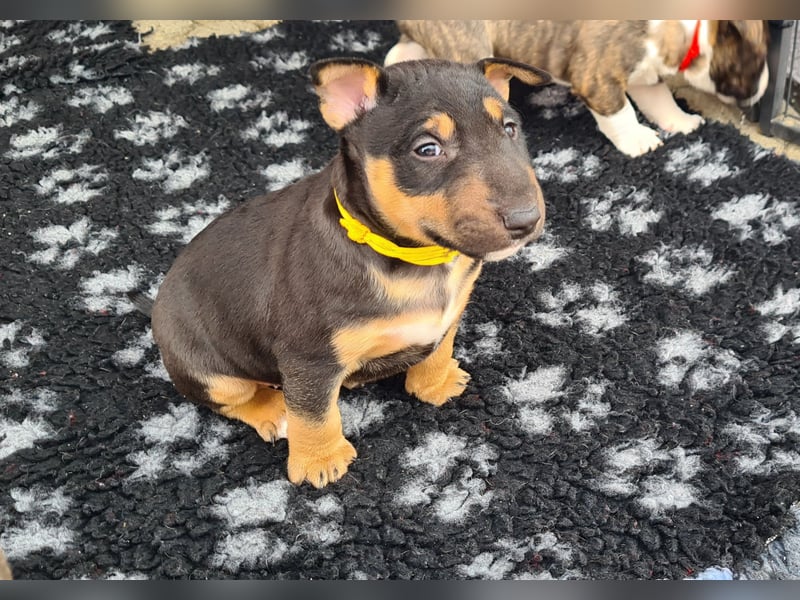 Miniature Bull Terrier Welpen Rüden  mit Ahnentafel
